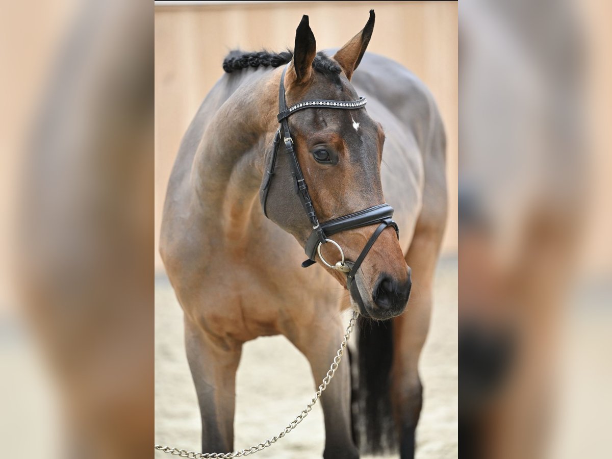 Zangersheide Klacz 5 lat 164 cm Gniada in Enschede