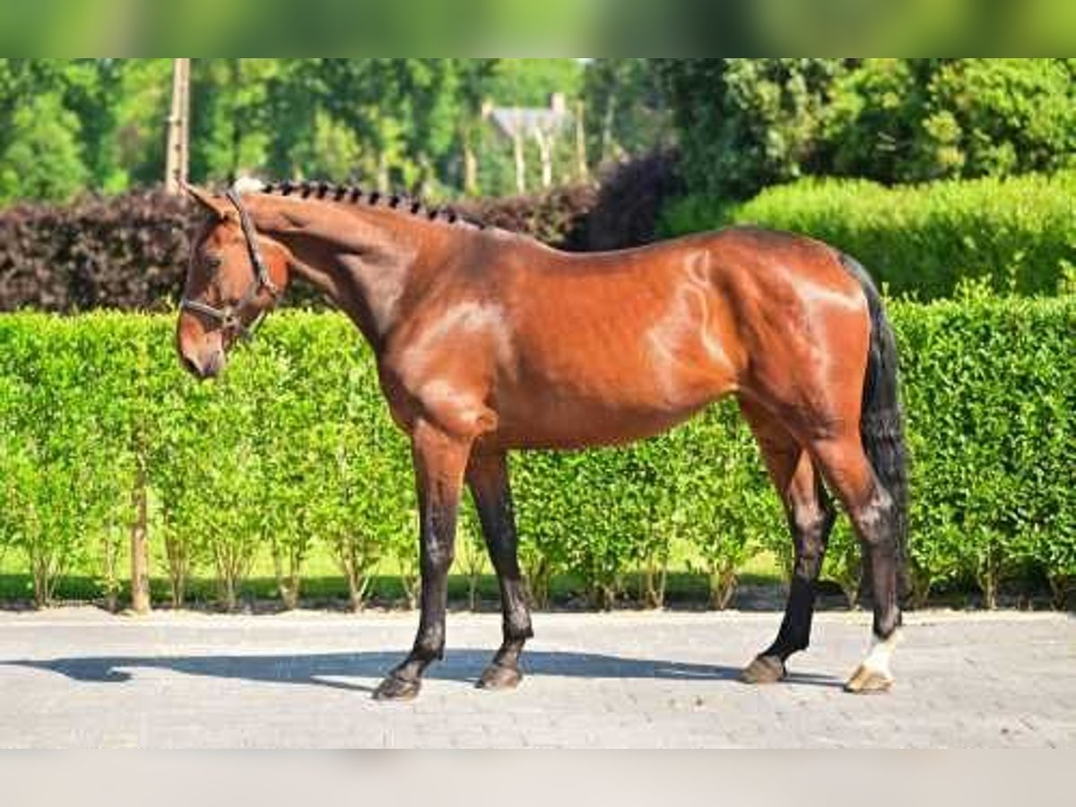 Zangersheide Klacz 5 lat 165 cm Ciemnogniada in Bladel