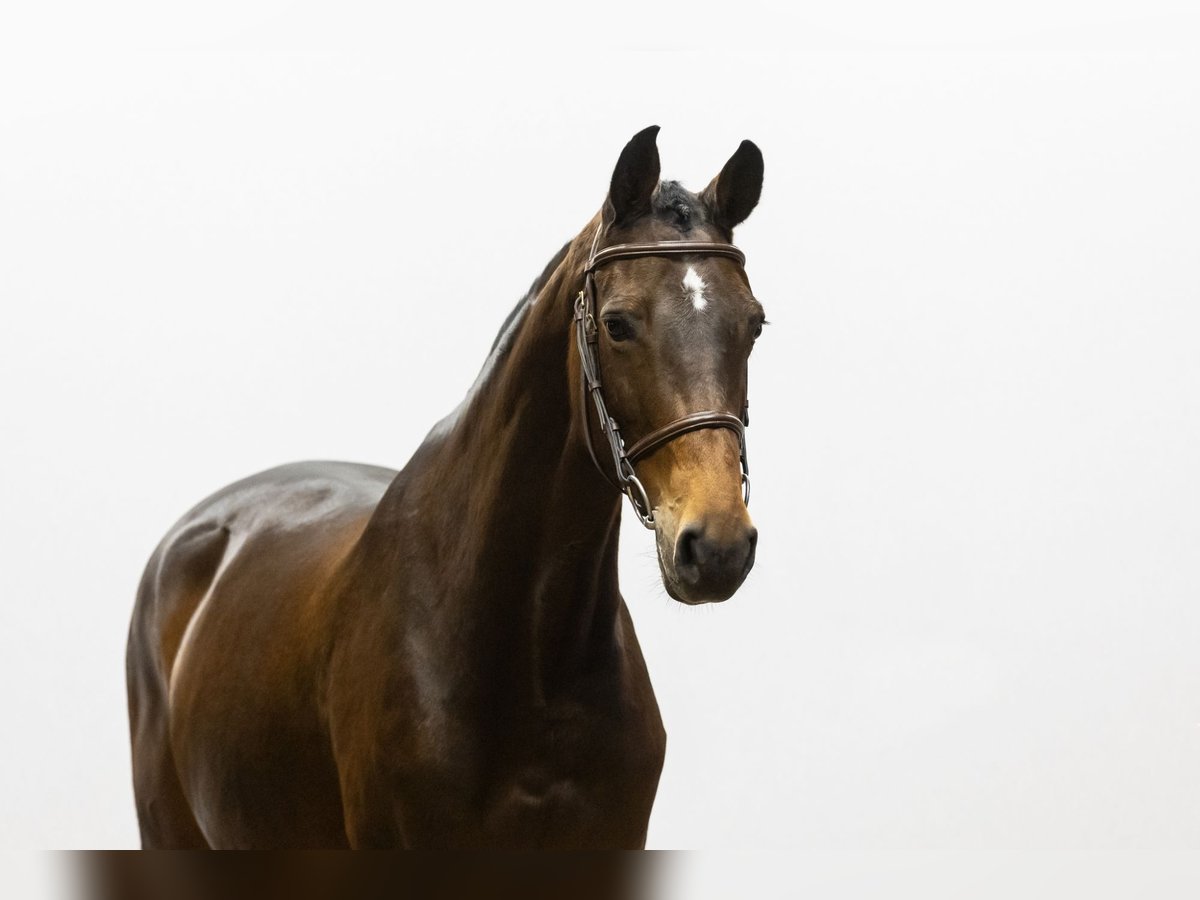 Zangersheide Klacz 6 lat 160 cm Gniada in Waddinxveen