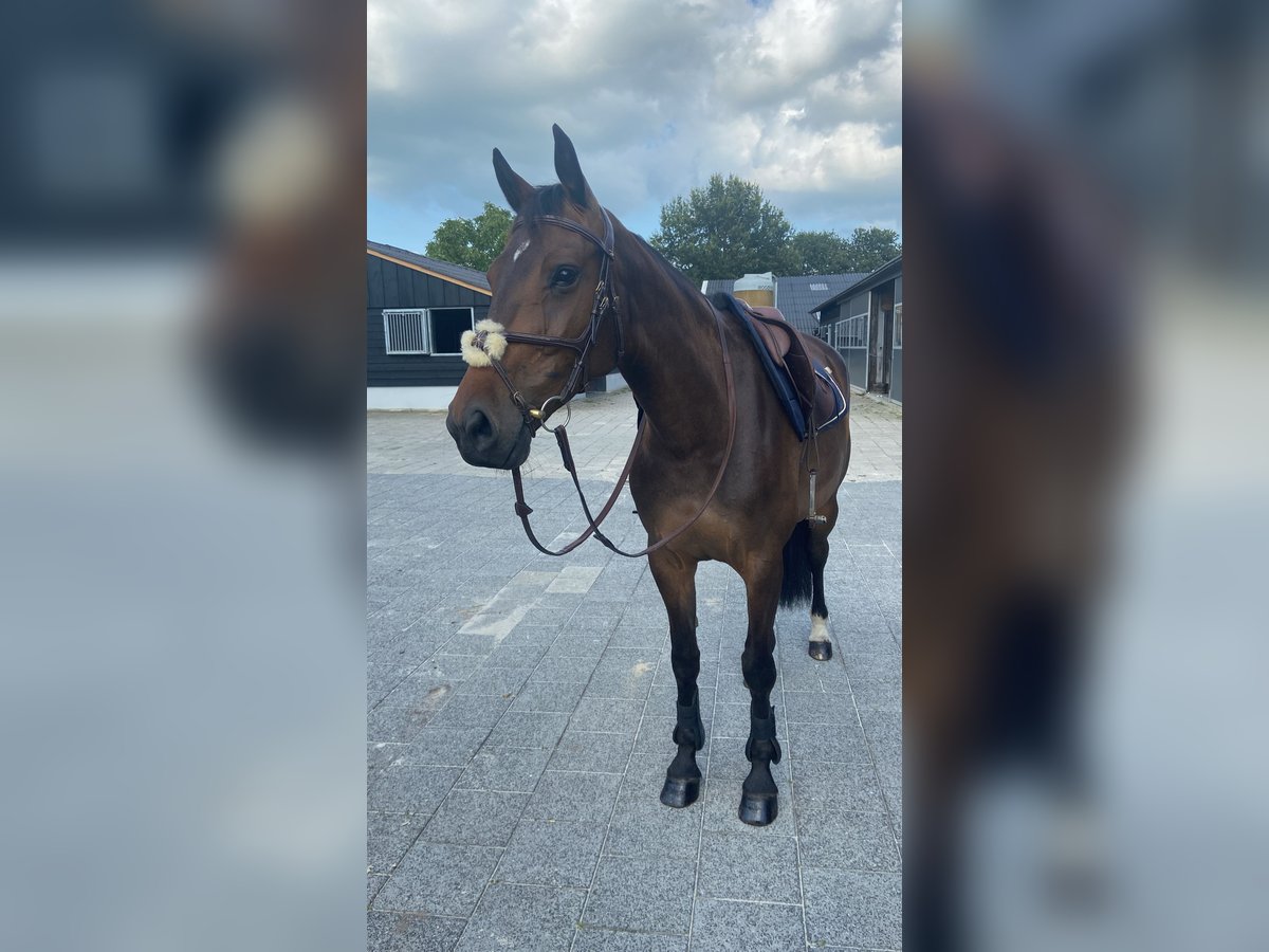 Zangersheide Klacz 6 lat 165 cm Gniada in Lierderholthuis