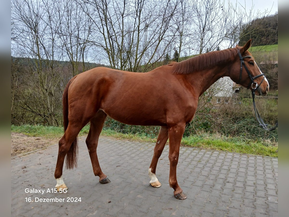 Zangersheide Klacz 6 lat 169 cm Kasztanowata in Mossautal