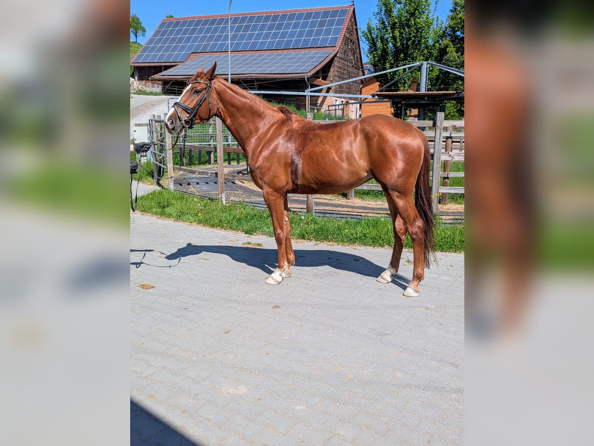 Zangersheide Klacz 6 lat 169 cm Kasztanowata in Mossautal
