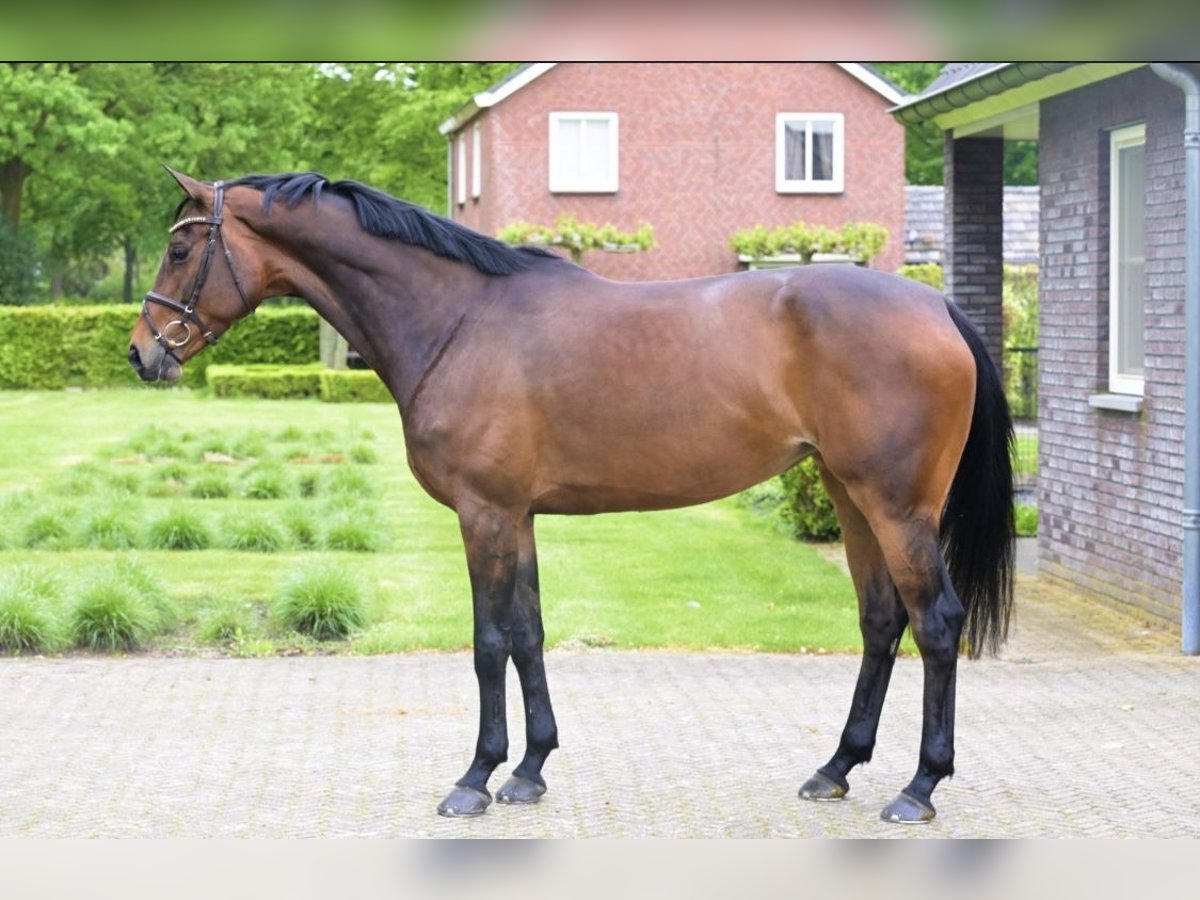 Zangersheide Klacz 7 lat 167 cm Ciemnogniada in Aarberg