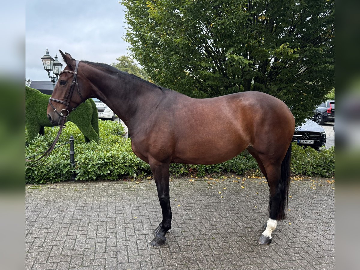 Zangersheide Klacz 7 lat 168 cm Gniada in Rhede