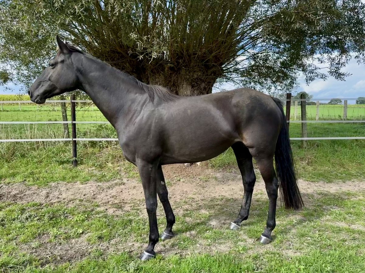 Zangersheide Klacz 7 lat 169 cm Kara in Lennik