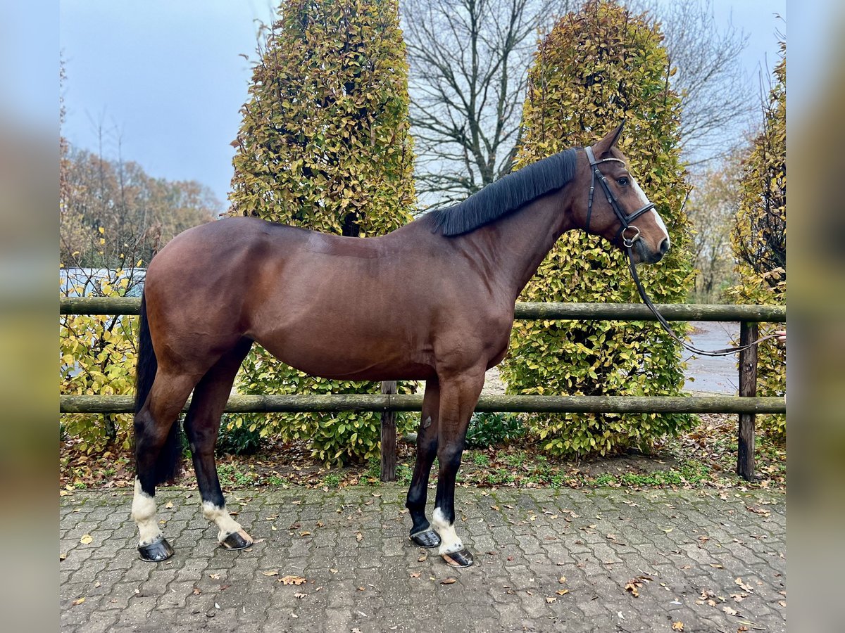 Zangersheide Klacz 7 lat 172 cm Gniada in Bocholt