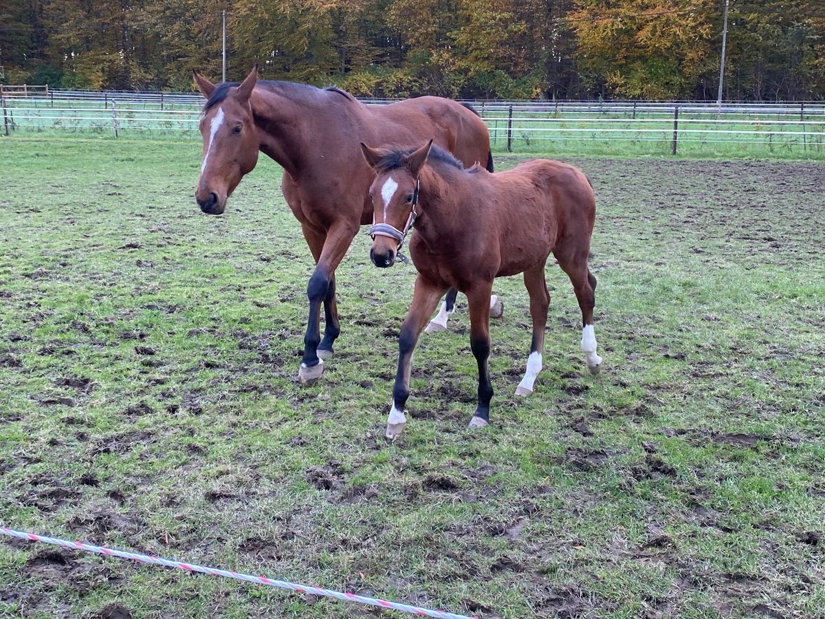 Zangersheide Klacz 8 lat 174 cm Gniada in Kleve