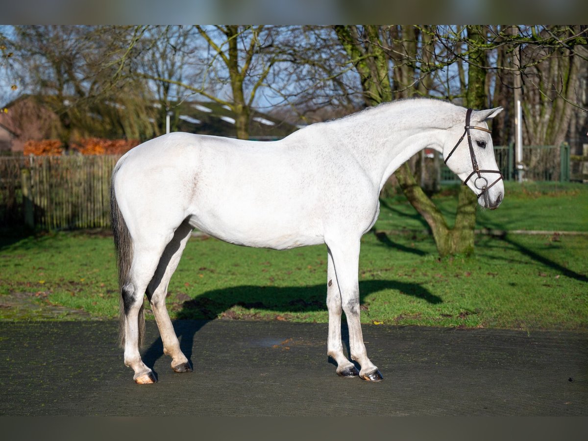 Zangersheide Klacz 9 lat 166 cm Siwa in GROTE-BROGEL