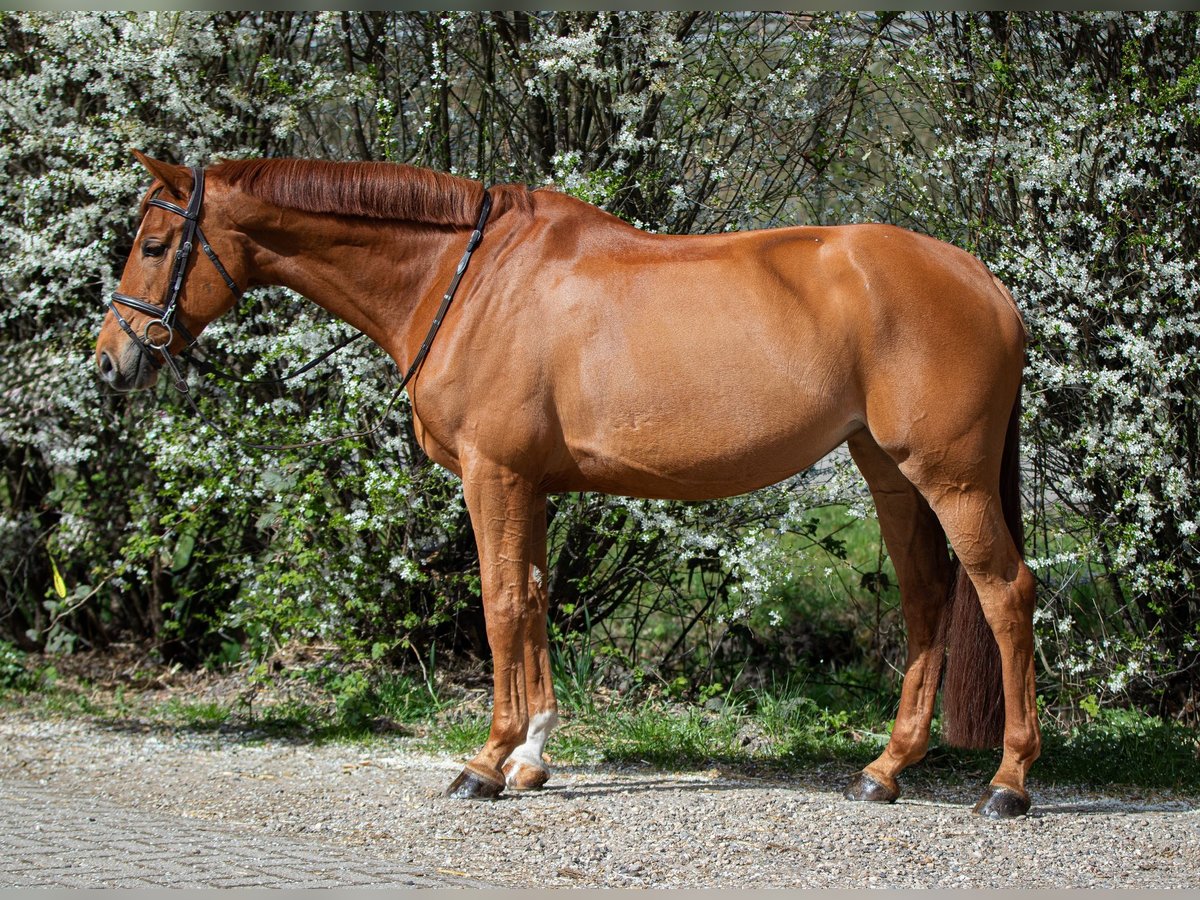 Zangersheide Klacz 9 lat 172 cm Kasztanowata in Houten