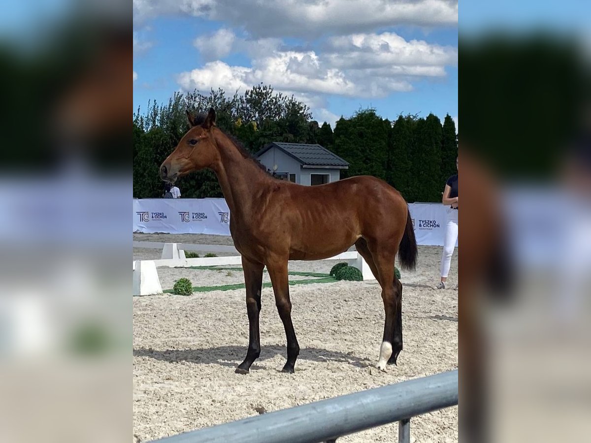 Zangersheide Klacz Źrebak (04/2025) 168 cm Gniada in Rudno