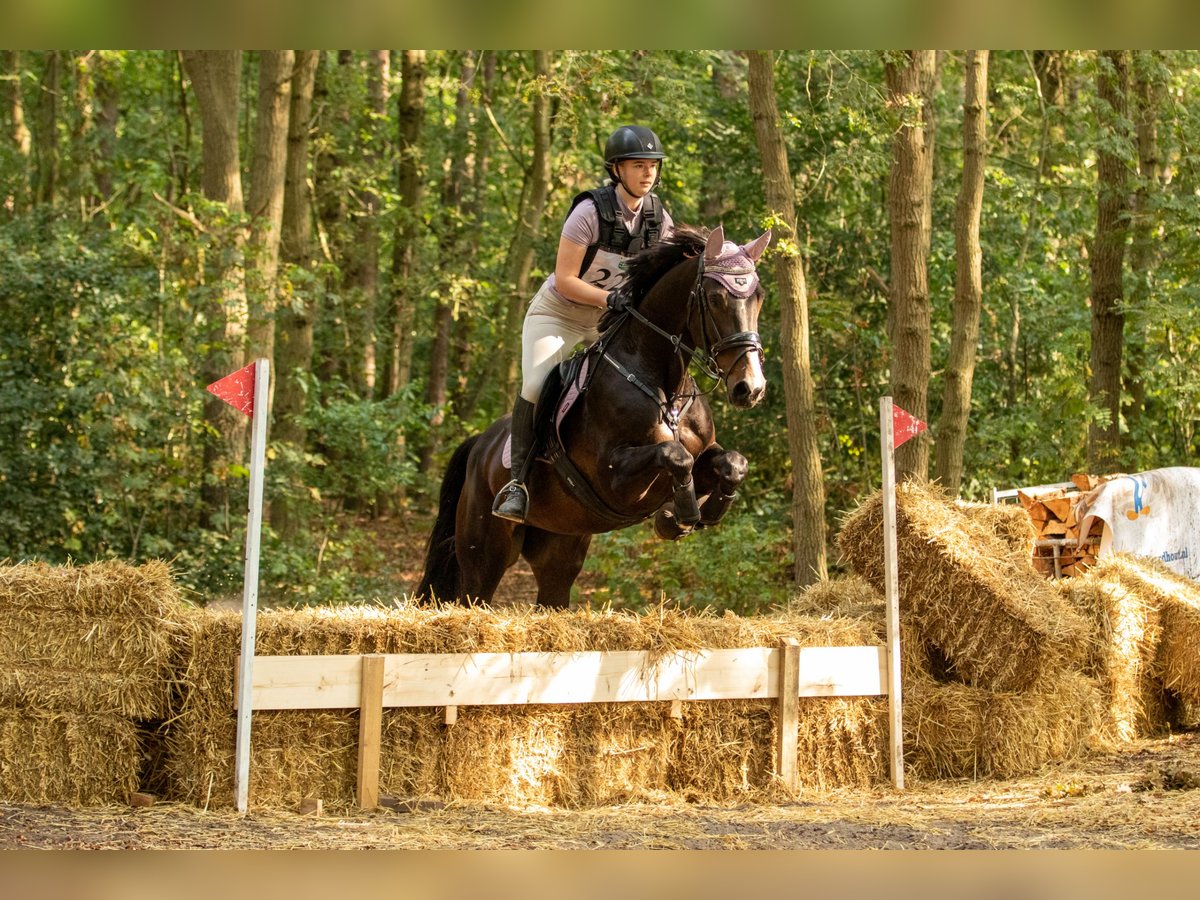 Zangersheide Merrie 10 Jaar 164 cm Donkerbruin in Noordwijk