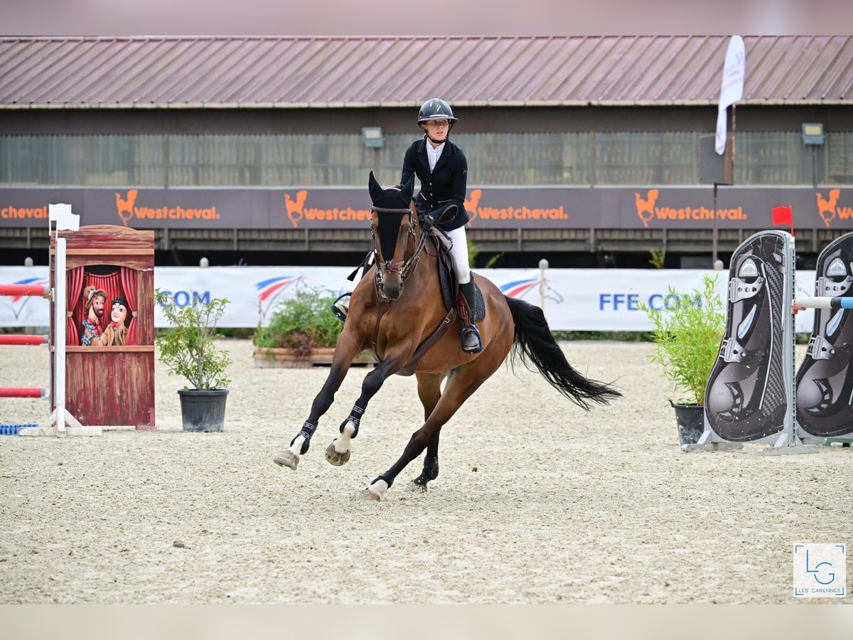 Zangersheide Merrie 10 Jaar 167 cm Bruin in Pontarlier