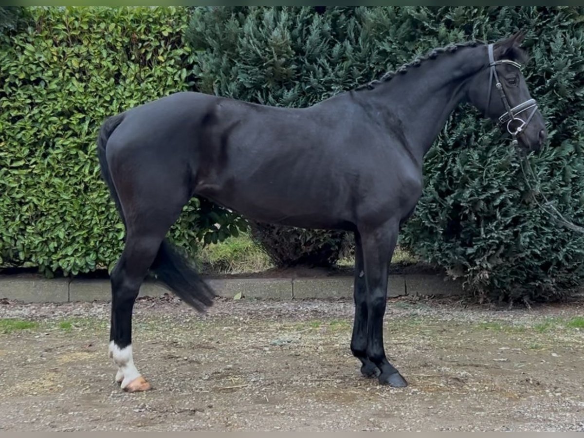 Zangersheide Merrie 11 Jaar 161 cm Zwart in Oud Gastel