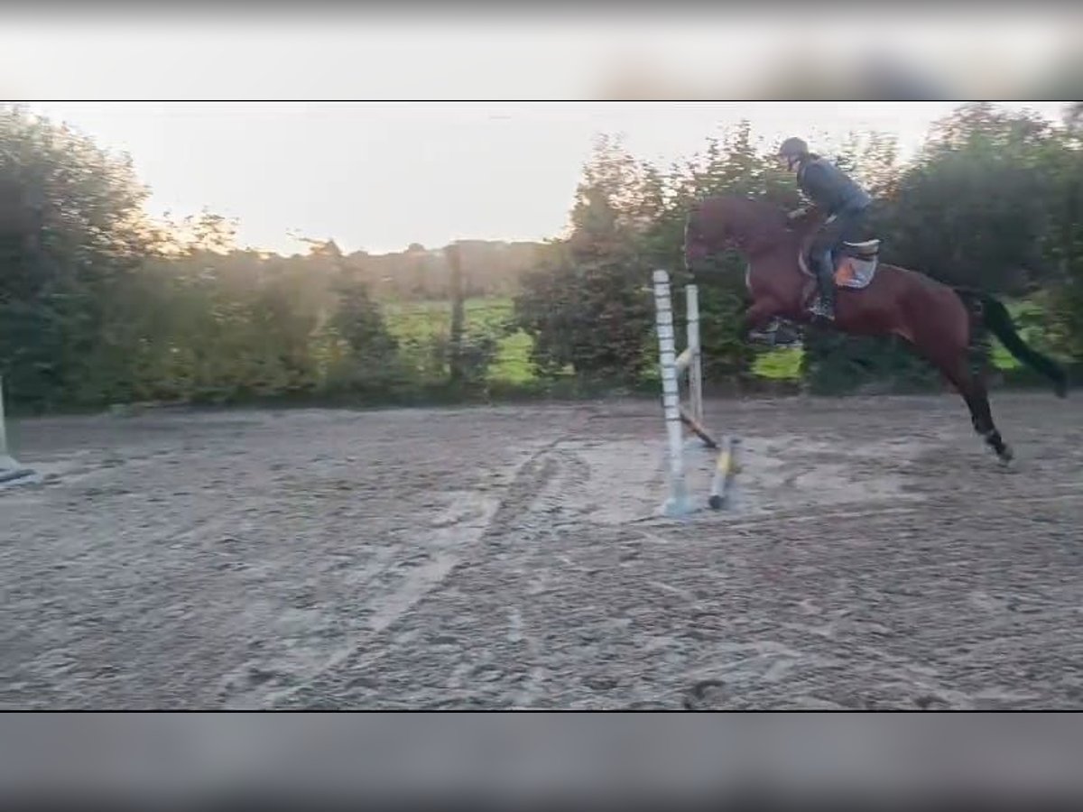 Zangersheide Merrie 11 Jaar 168 cm Bruin in Asse