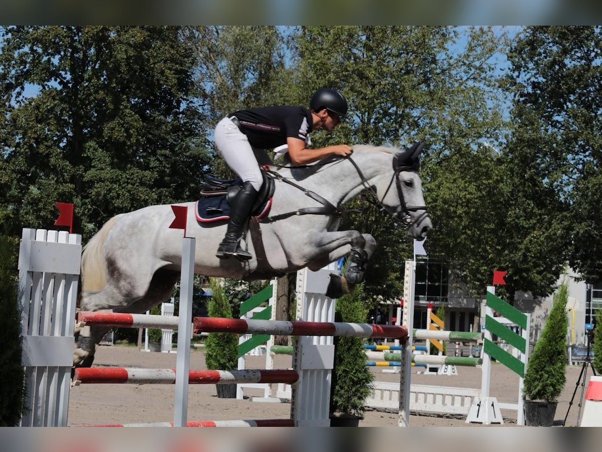 Zangersheide Merrie 11 Jaar 169 cm Schimmel in Geilenkirchen