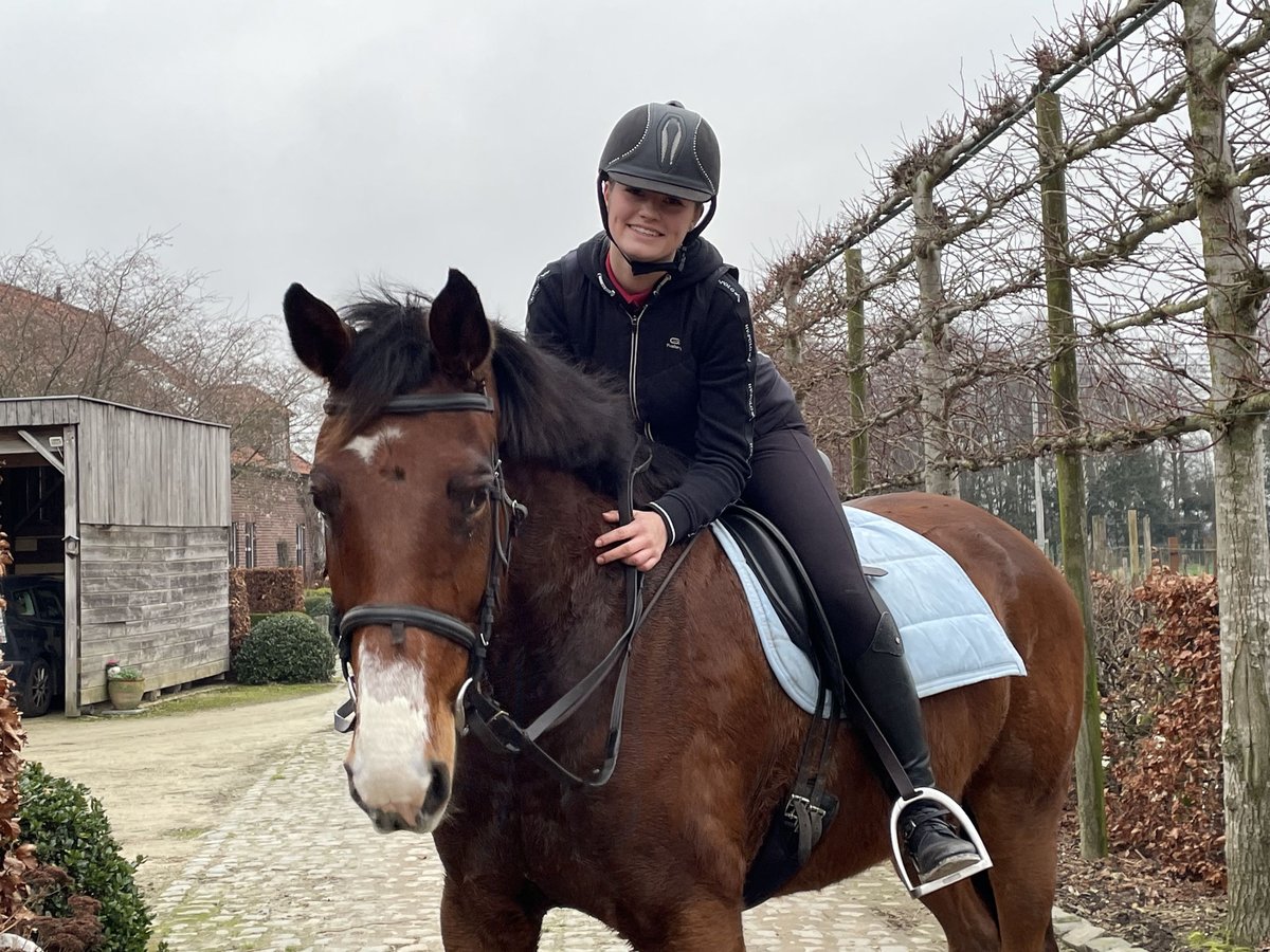 Zangersheide Merrie 12 Jaar 168 cm Bruin in Bree