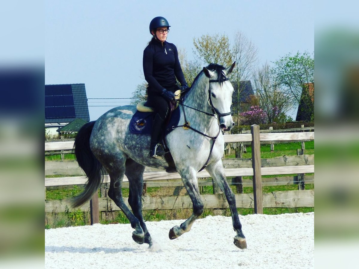 Zangersheide Merrie 12 Jaar 173 cm Schimmel in Vechmaal Zangersheide Merrie 12 Jaar 173 cm Schimmel in Vechmaal