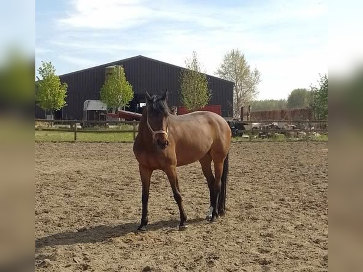 Zangersheide Merrie 13 Jaar 165 cm Bruin in Dendermonde