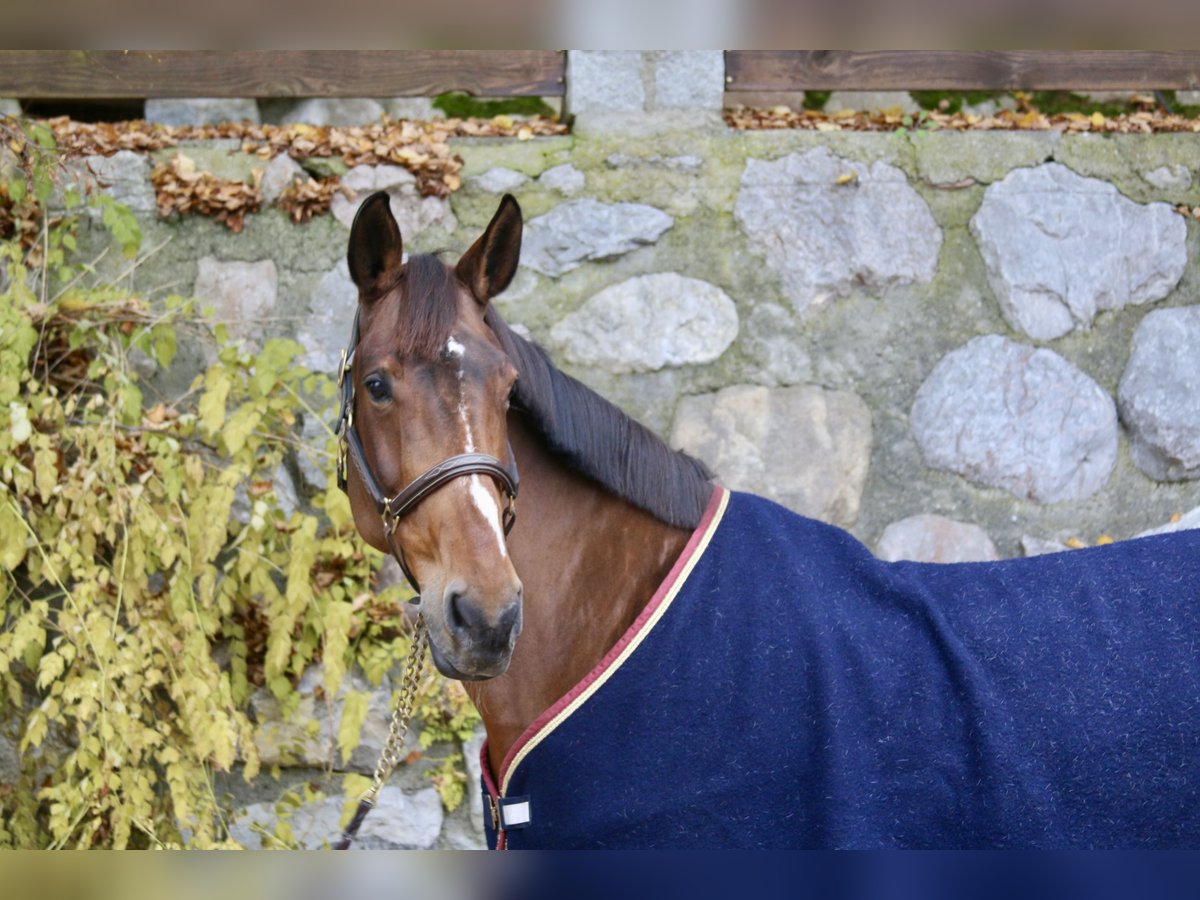 Zangersheide Merrie 13 Jaar 170 cm Bruin in Erharting