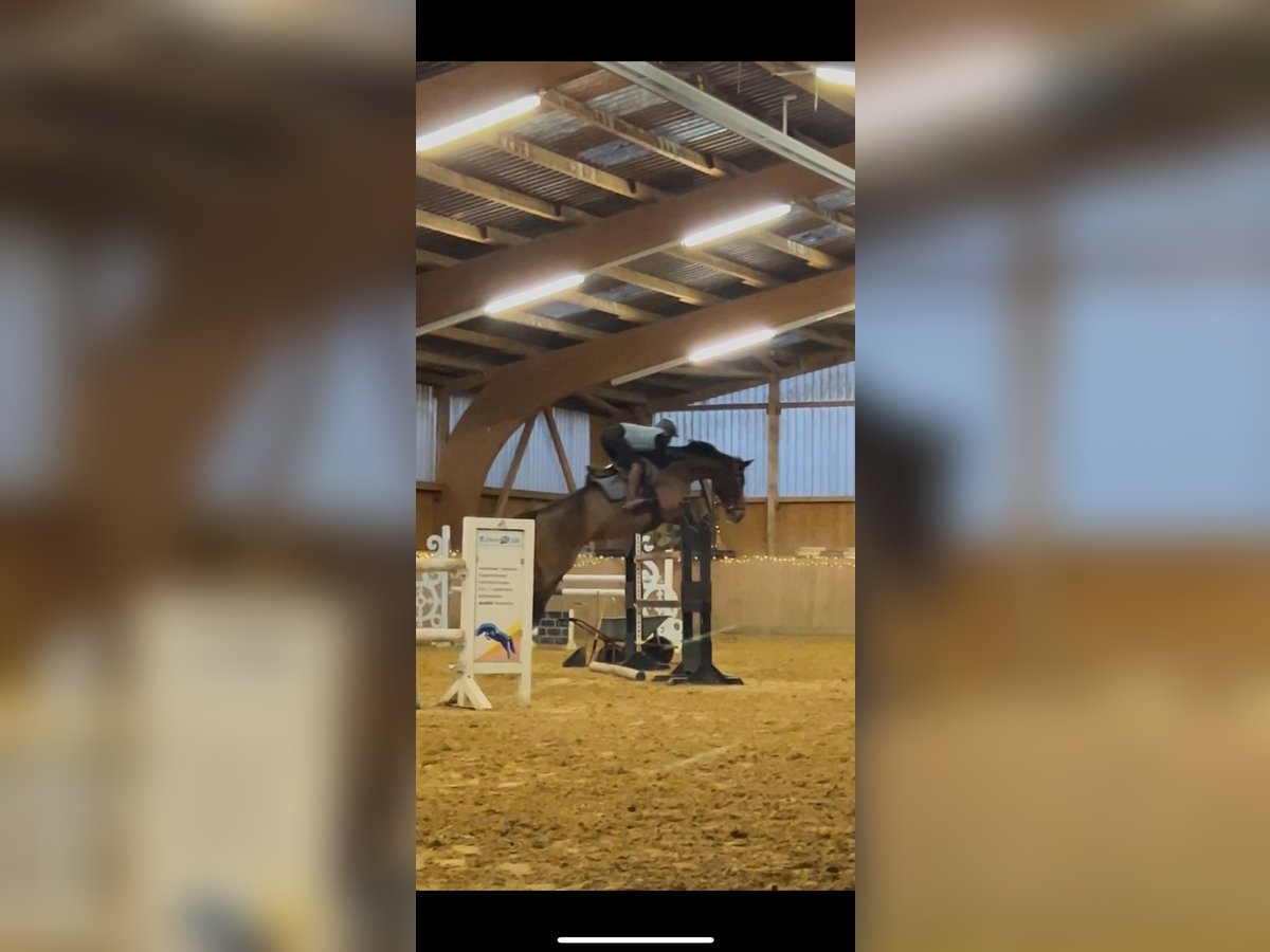Zangersheide Merrie 14 Jaar 172 cm Bruin in Marburg