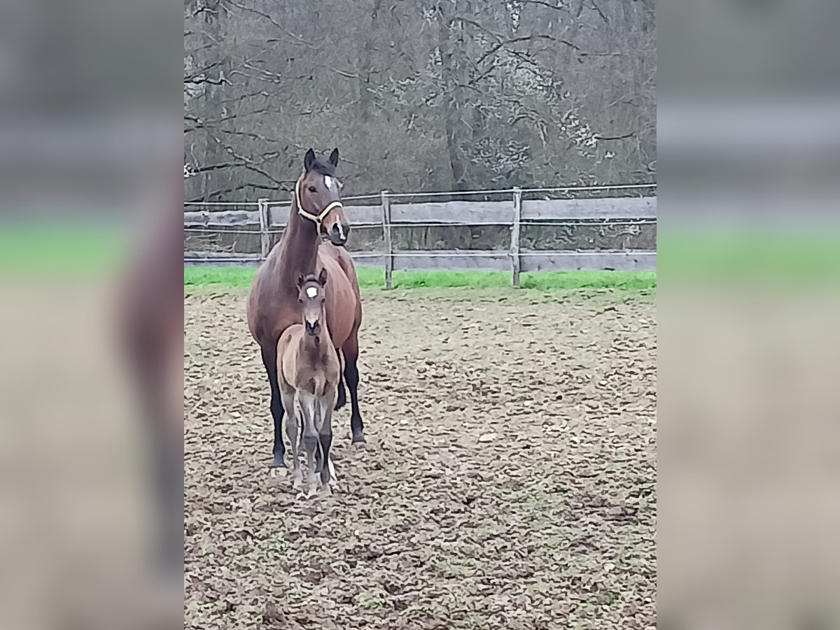 Zangersheide Merrie 16 Jaar 168 cm Bruin in Ötigheim