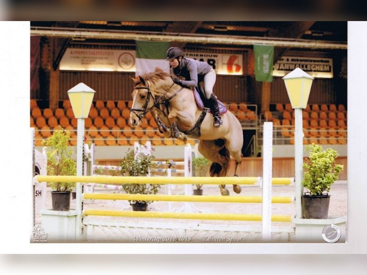 Zangersheide Merrie 18 Jaar 168 cm Vos in Hooglede