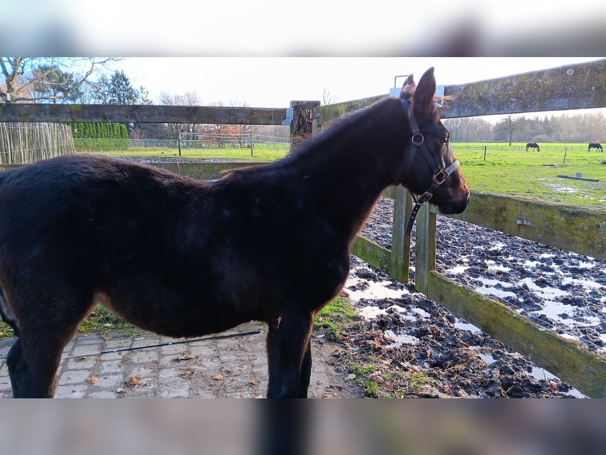 Zangersheide Merrie 1 Jaar 130 cm Donkerbruin in Bilzen