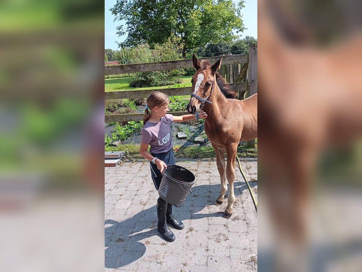 Zangersheide Merrie 1 Jaar 130 cm Donkerbruin in Bilzen