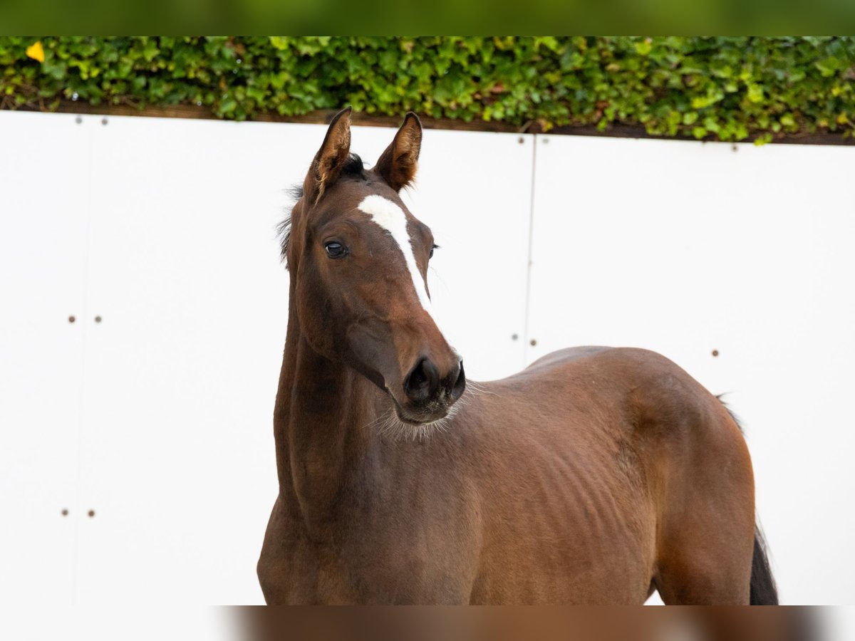 Zangersheide Merrie 1 Jaar 145 cm Donkerbruin in Waddinxveen Zangersheide Merrie 1 Jaar 145 cm Donkerbruin in Waddinxveen