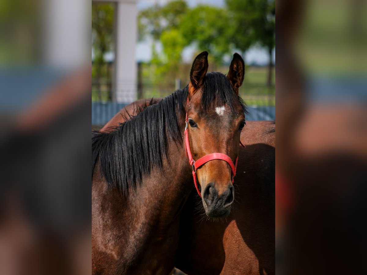 Zangersheide Merrie 1 Jaar 155 cm Bruin in Kosowo