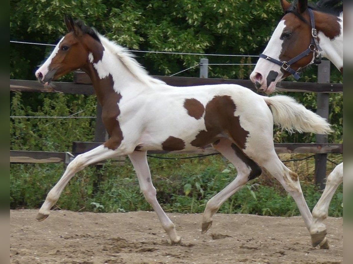 Zangersheide Merrie 1 Jaar 168 cm Gevlekt-paard in Mücheln (Geiseltal)