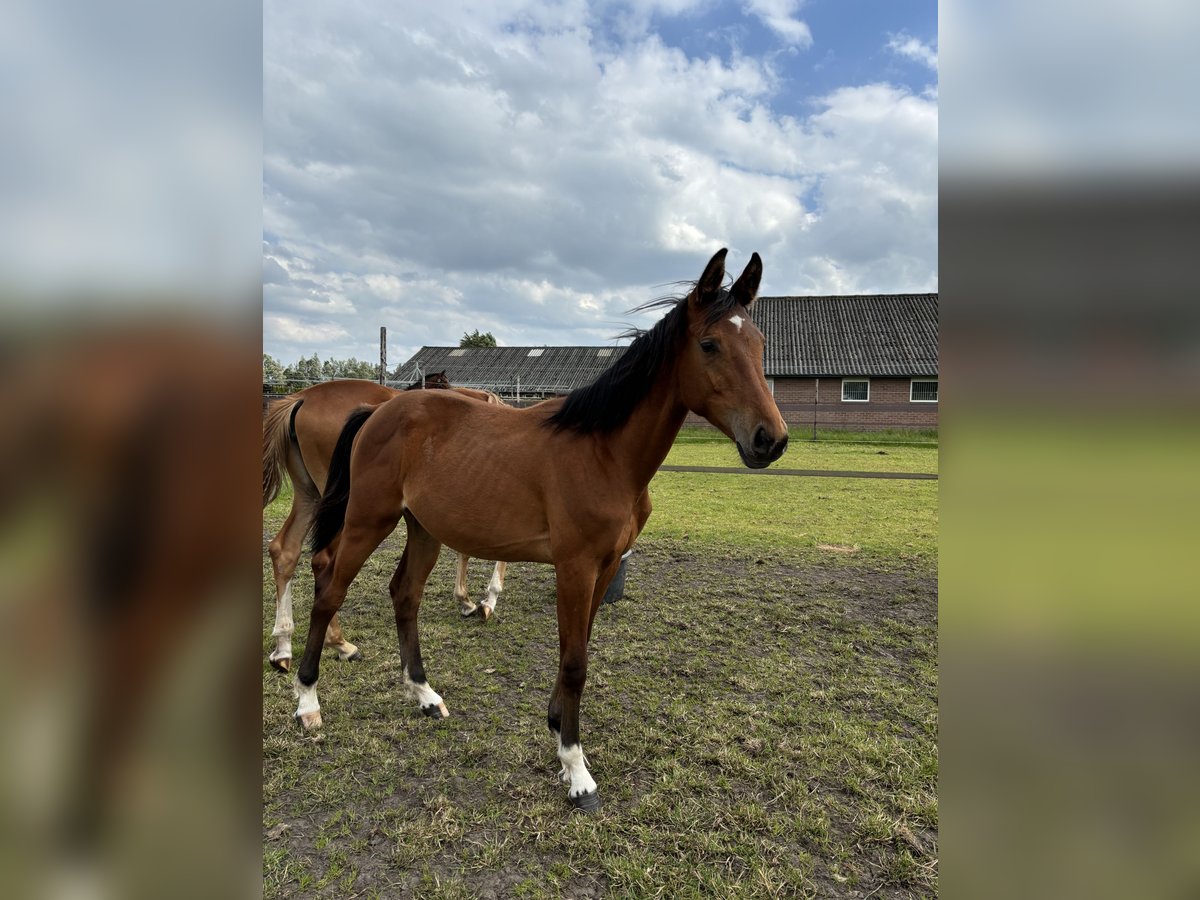 Zangersheide Merrie 1 Jaar Donkerbruin in Meijel