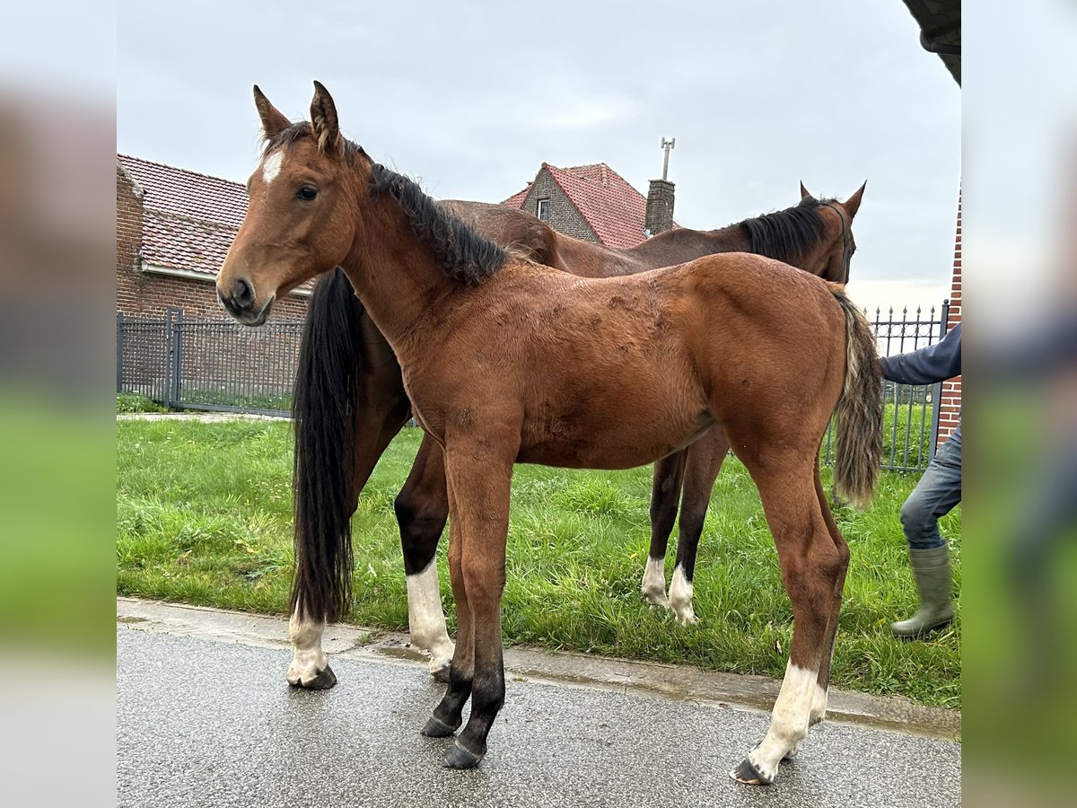 Zangersheide Merrie 1 Jaar in Denderhoutem