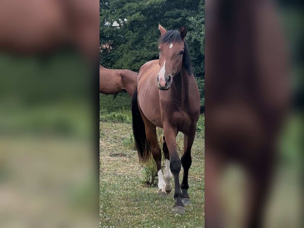 Zangersheide Merrie 2 Jaar 156 cm Bruin in Neewiller Zangersheide Merrie 2 Jaar 156 cm Bruin in Neewiller