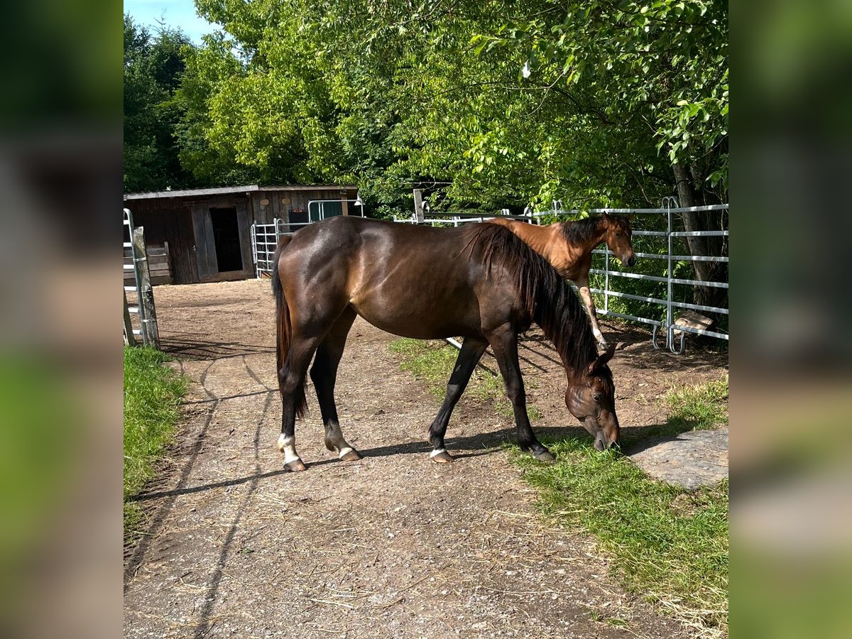 Zangersheide Merrie 2 Jaar 163 cm Donkerbruin in Dorfgastein Zangersheide Merrie 2 Jaar 163 cm Donkerbruin in Dorfgastein
