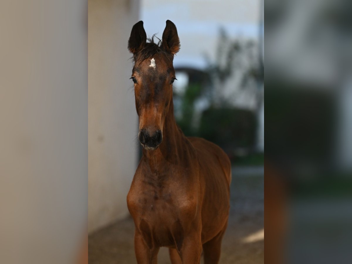 Zangersheide Merrie 2 Jaar Bruin in Bayerisch Gmain