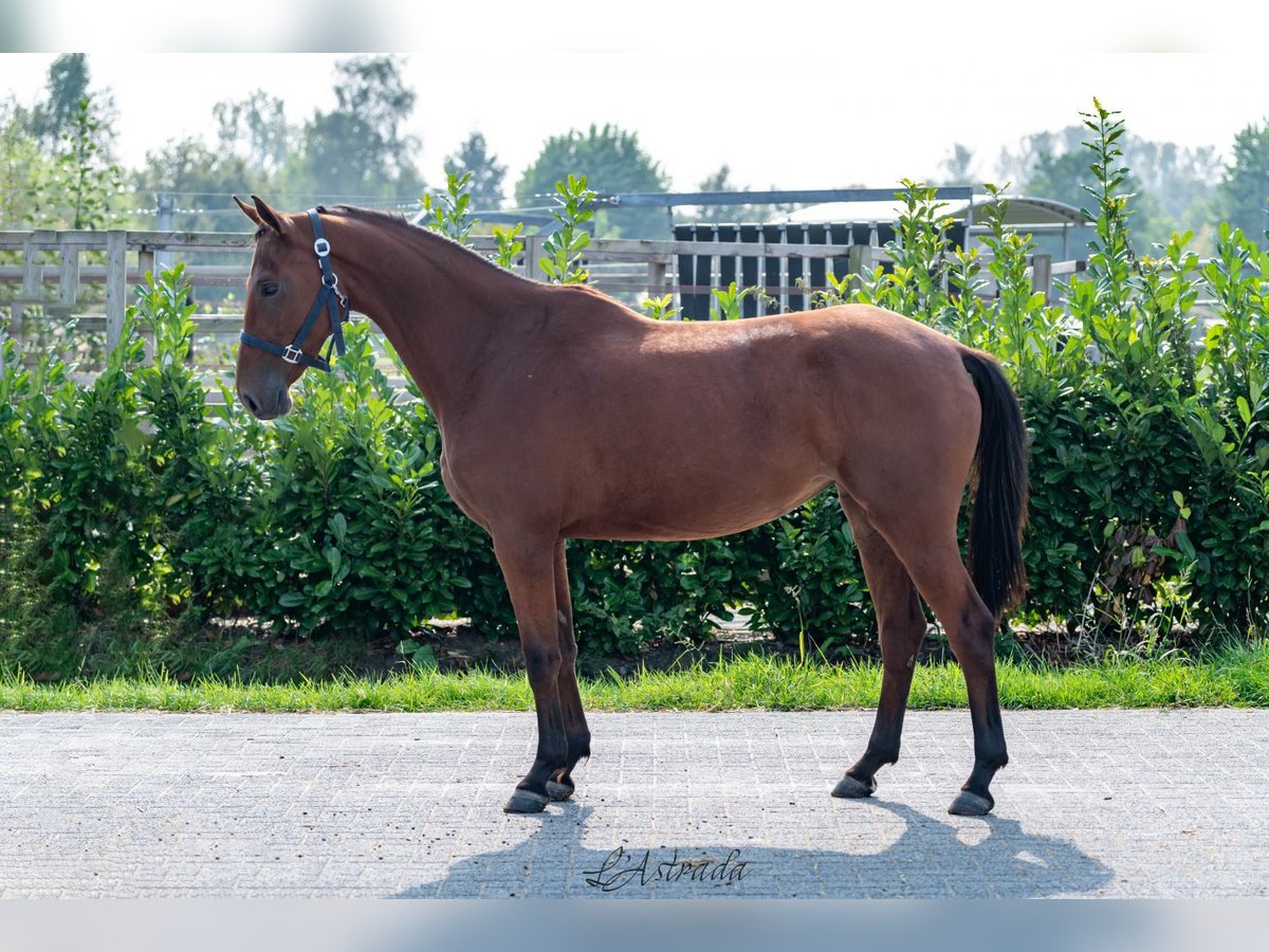 Zangersheide Merrie 3 Jaar 155 cm Bruin in Bladel