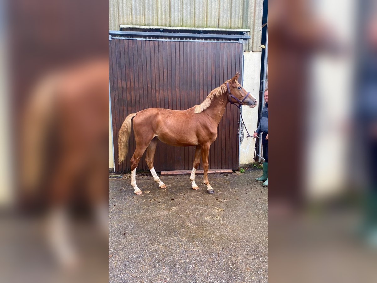 Zangersheide Merrie 3 Jaar 158 cm Vos in Hatten