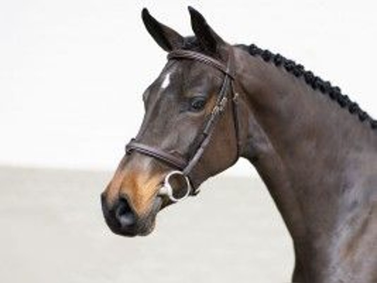 Zangersheide Merrie 3 Jaar 160 cm Donkerbruin in Heerde