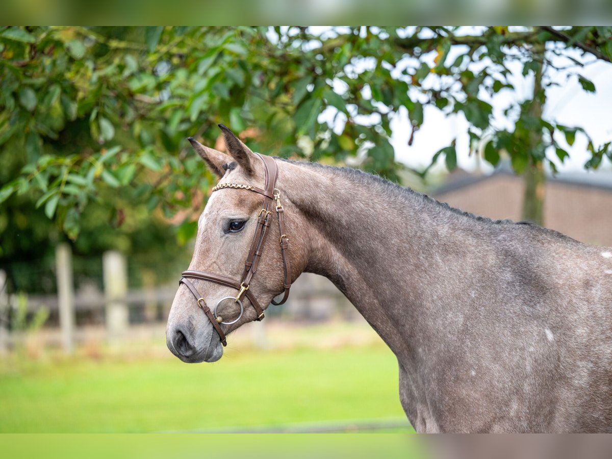 Zangersheide Merrie 3 Jaar 160 cm Schimmel in GROTE-BROGEL