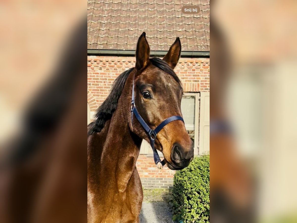 Zangersheide Merrie 3 Jaar 161 cm Bruin in Bladel