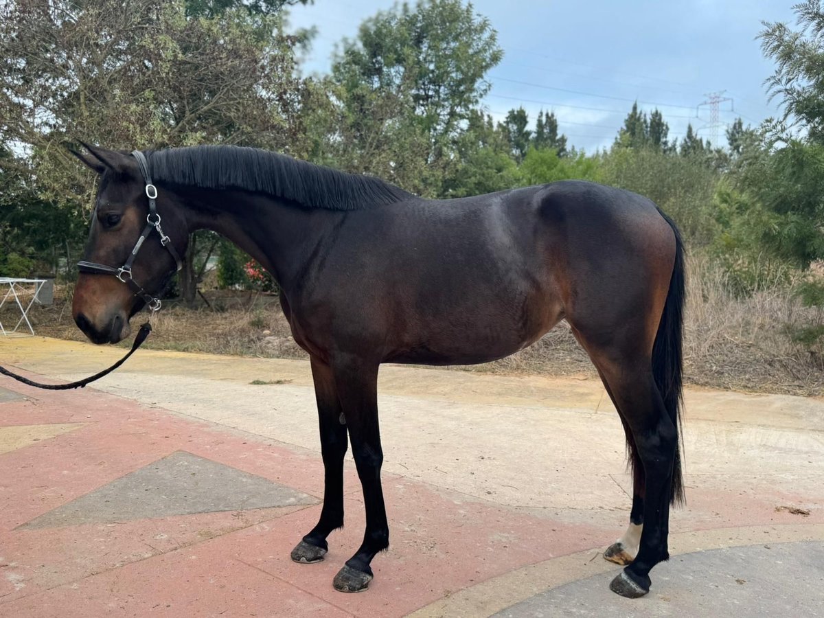 Zangersheide Merrie 3 Jaar 162 cm Bruin in PORTUGAL