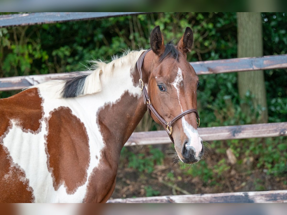 Zangersheide Merrie 3 Jaar 162 cm Gevlekt-paard in GROTE-BROGEL