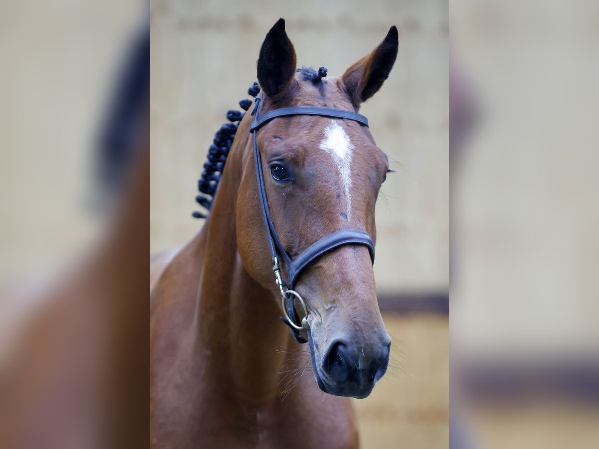 Zangersheide Merrie 3 Jaar 164 cm Bruin in Kinrooi