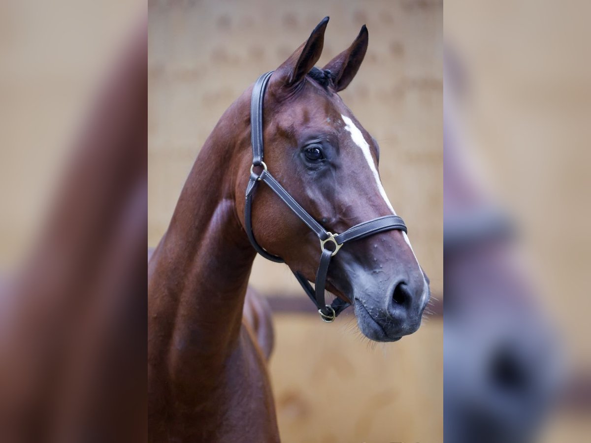 Zangersheide Merrie 3 Jaar 164 cm Bruin in Kinrooi