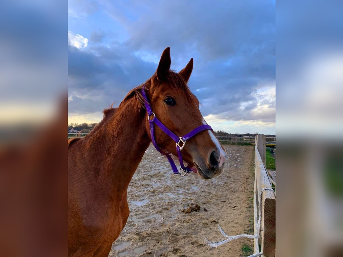 Zangersheide Merrie 3 Jaar 165 cm Vos in Bilzen