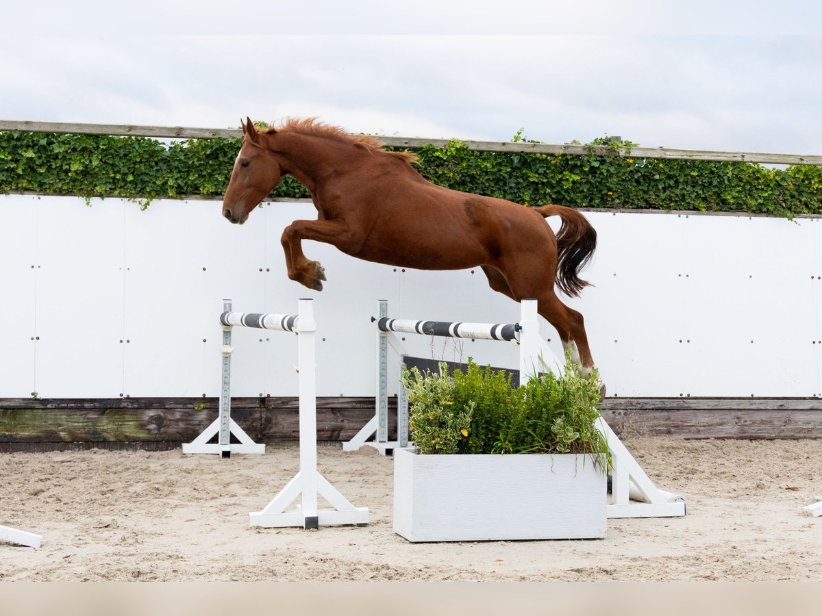 Zangersheide Merrie 3 Jaar 166 cm Vos in Waddinxveen Zangersheide Merrie 3 Jaar 166 cm Vos in Waddinxveen