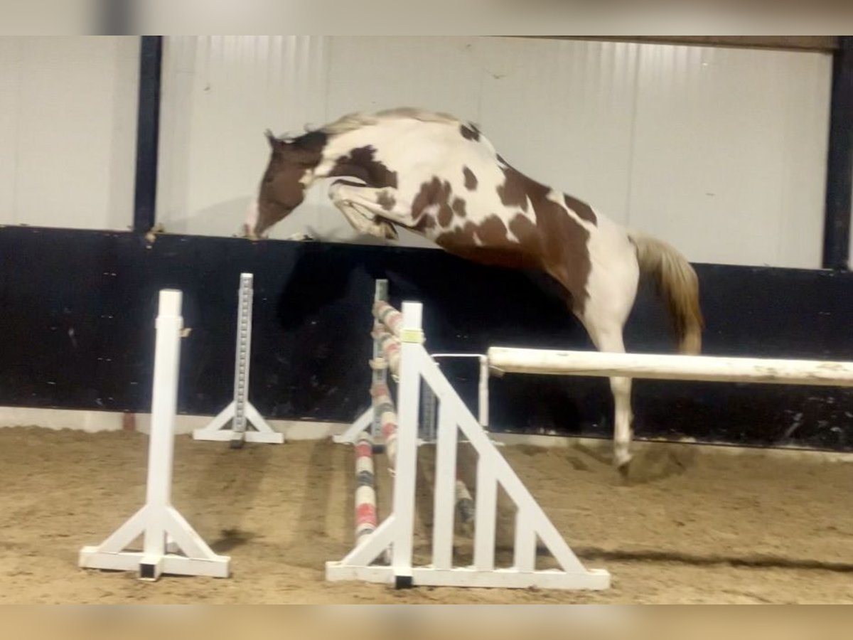 Zangersheide Merrie 3 Jaar 167 cm Gevlekt-paard in Bladel