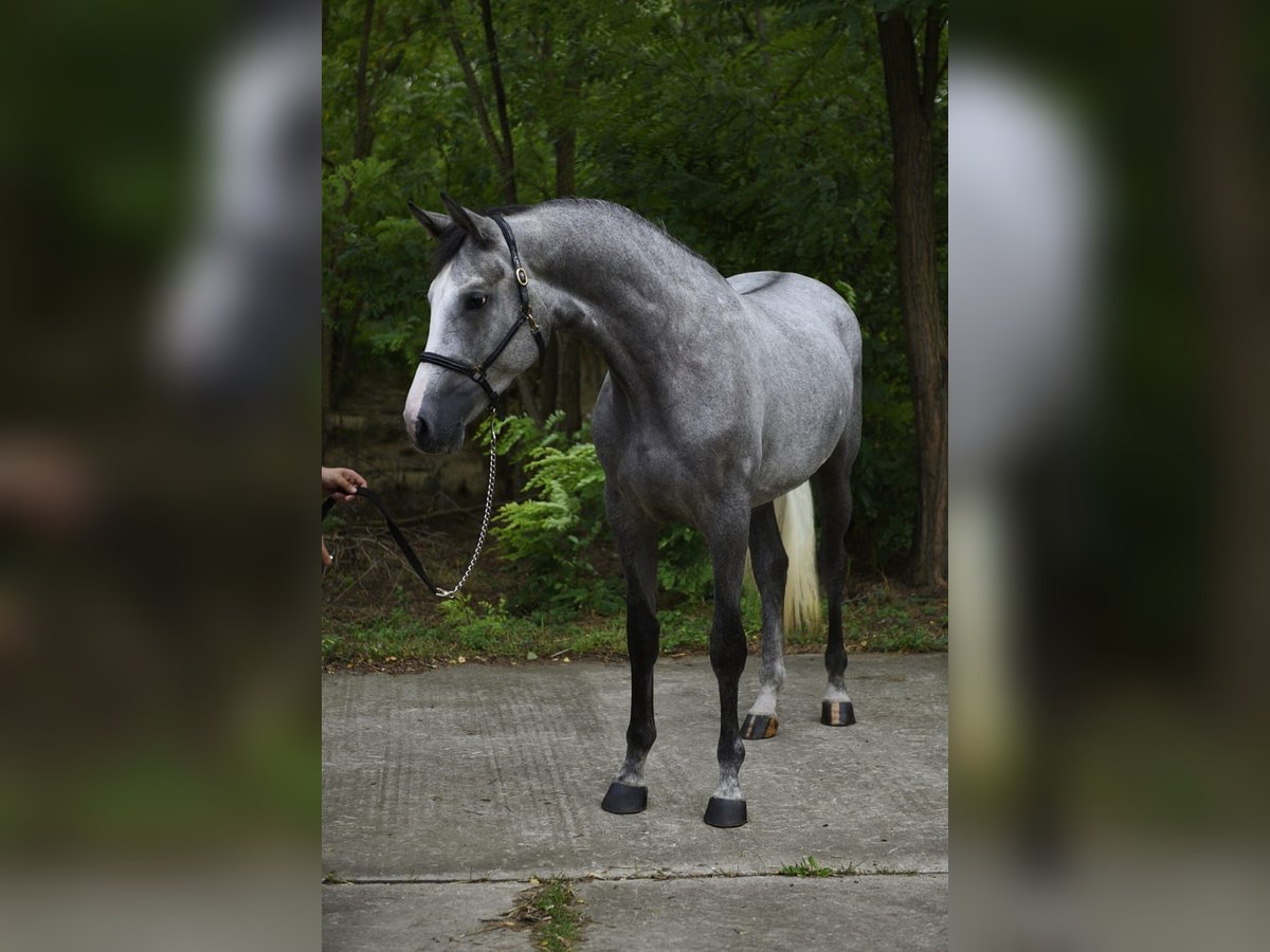 Zangersheide Merrie 3 Jaar 168 cm Schimmel in Gyula
