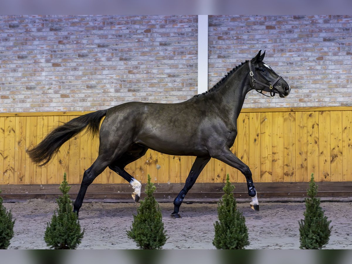 Zangersheide Merrie 3 Jaar 168 cm Zwartbruin in Ommen